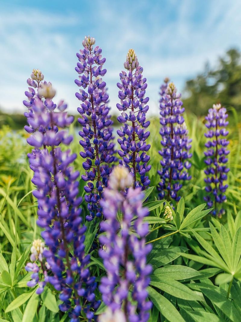 Lupine