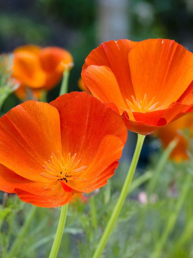 California Poppies