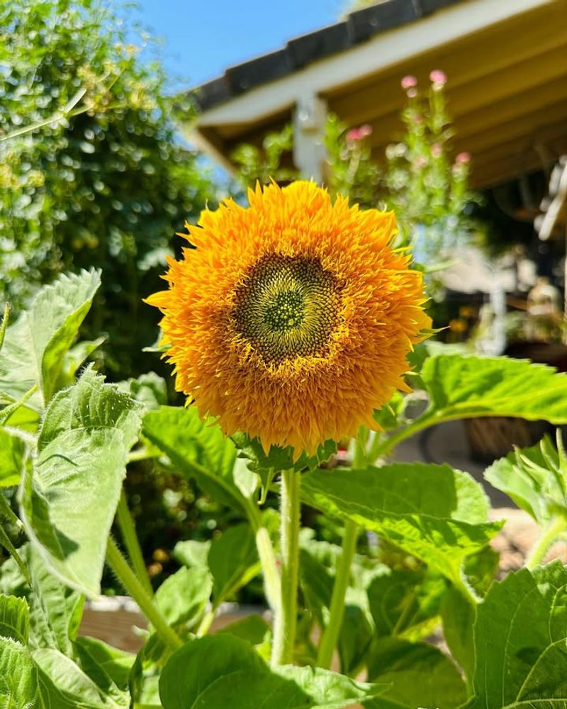 Sunflowers (Dwarf Or Annual Types)