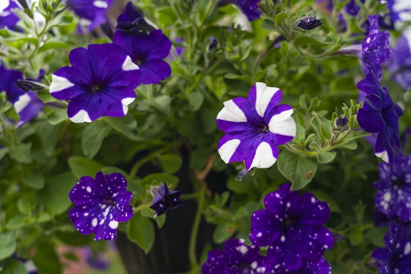 Petunias