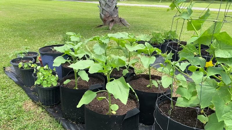 Pair Cucumbers With Sunflowers For Shade And Support