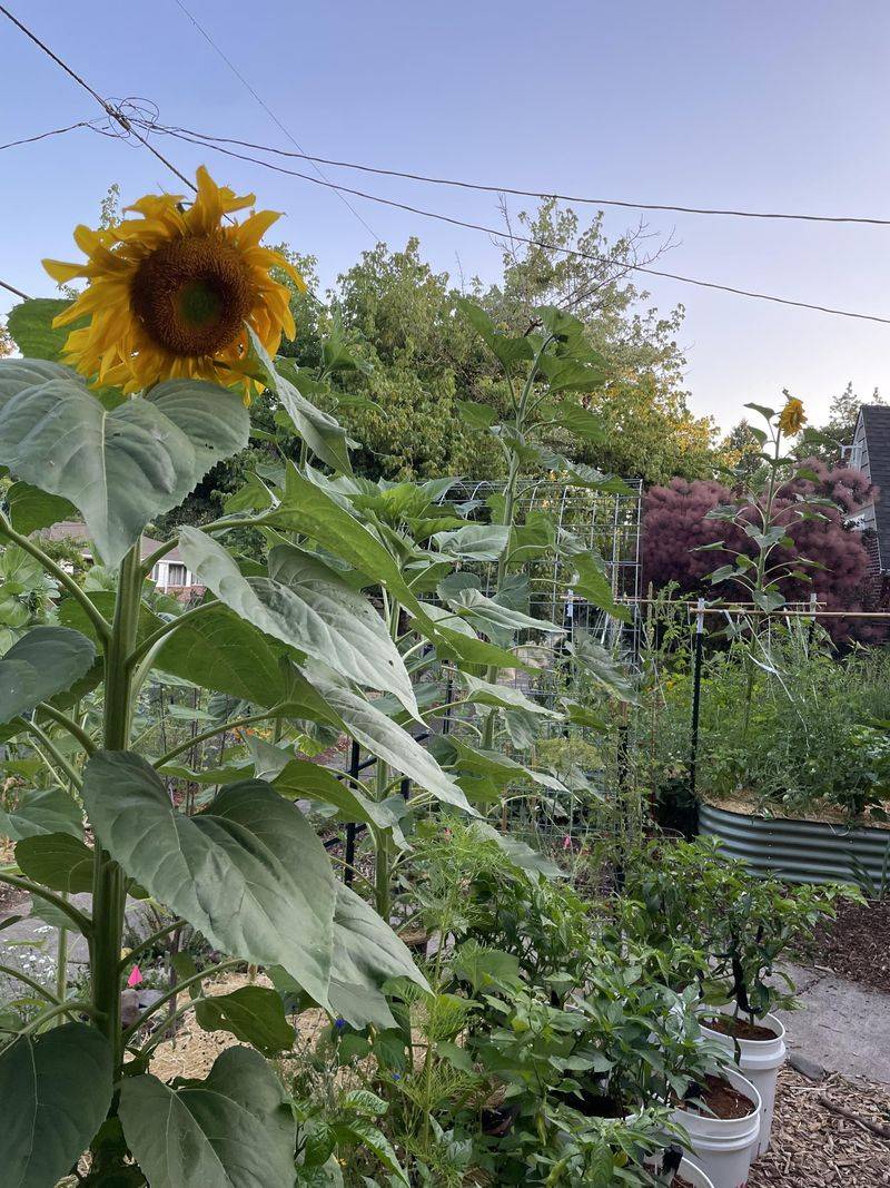 Sunflowers Add Height And Draw In Pollinator Activity