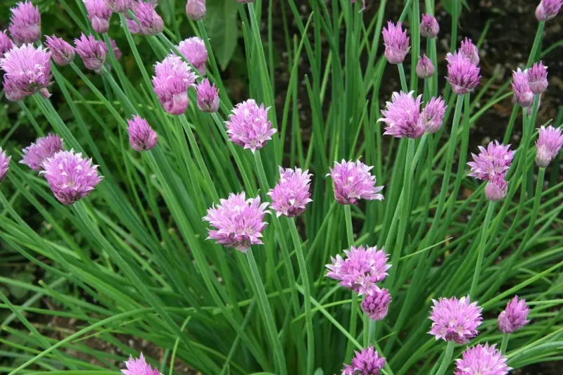 Chives May Help Repel Certain Insects That Target Tomato Plants