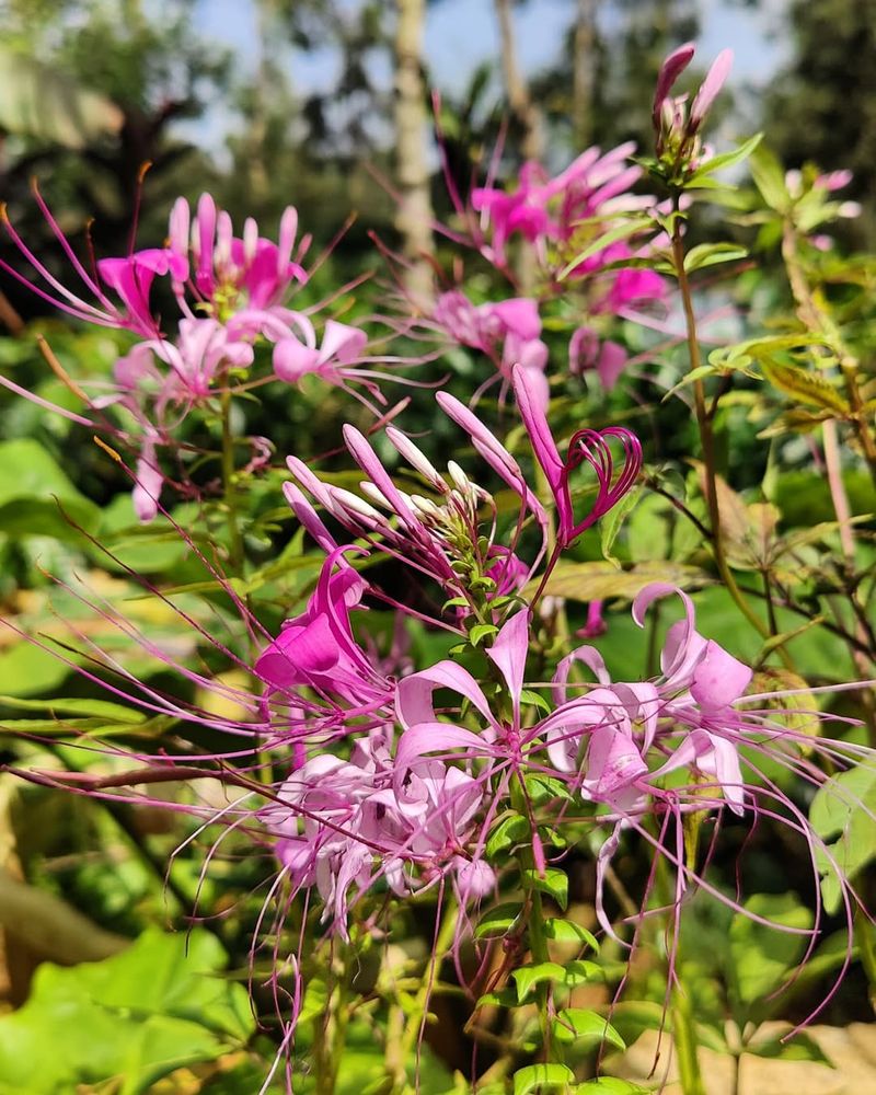 Cleome Starts Early And Handles Summer Heat