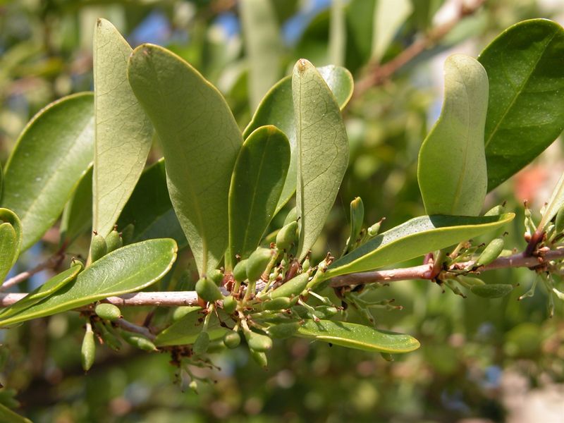 Florida Privet Keeps A Clean Look In Lean Soil