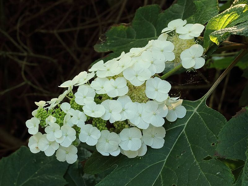 Oakleaf Hydrangea Holds Flower Buds On Older Wood