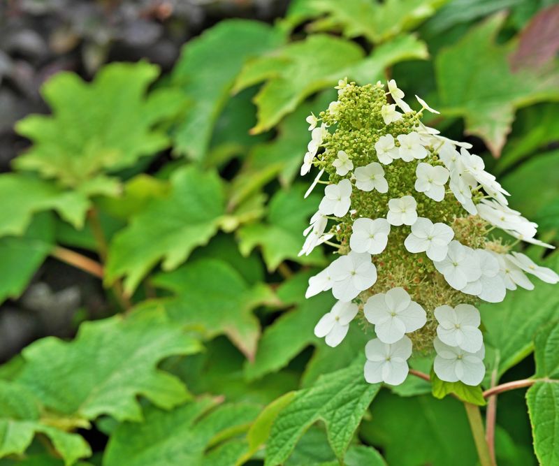Oakleaf Hydrangea Keeps Blooms On Older Stems