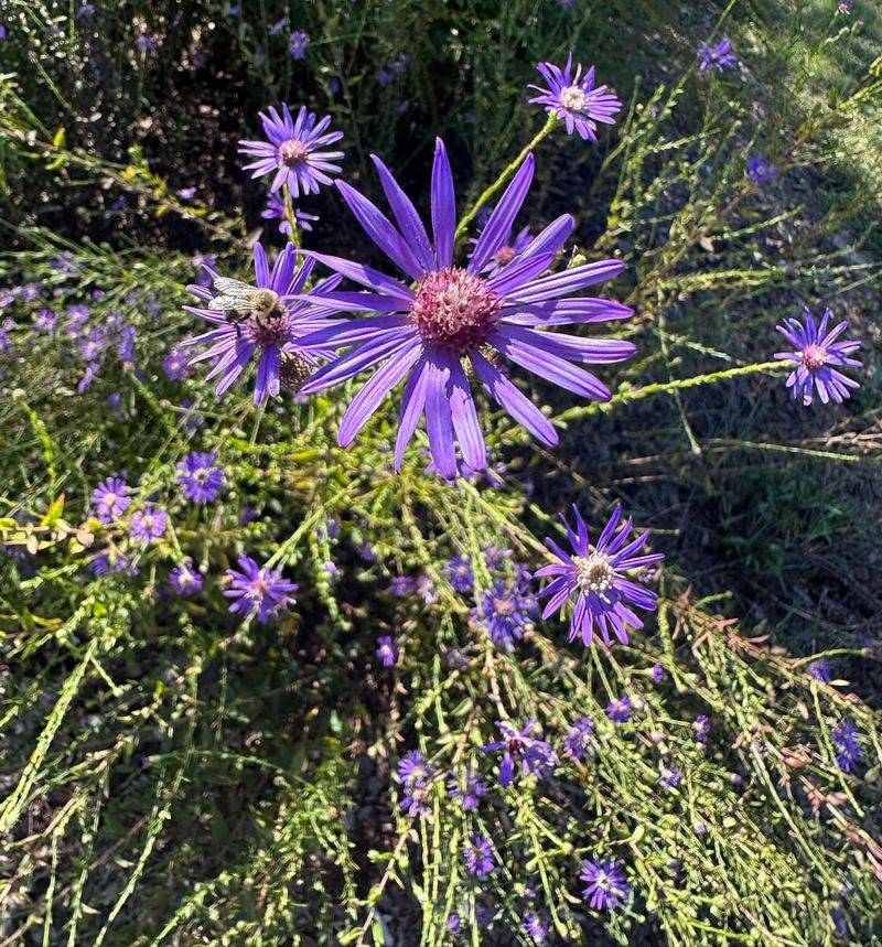 Georgia Aster Blooms Reliably In Local Conditions