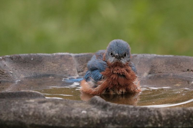 Clean Water Sources Encourage Birds To Visit Often