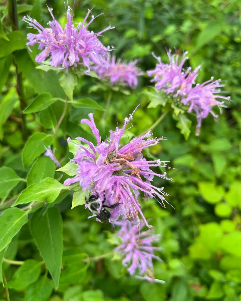 Native Bee Balm Attracts Pollinators And Spreads Well