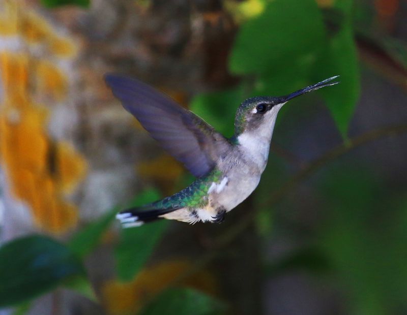 Shady Forest Edges Offer Quiet Viewing Spots