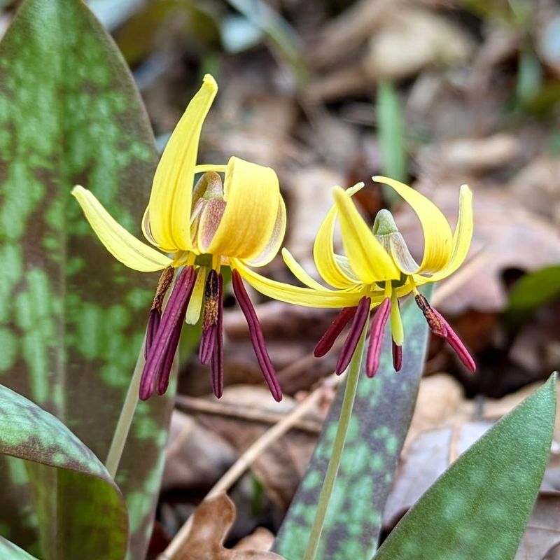 Trout Lily