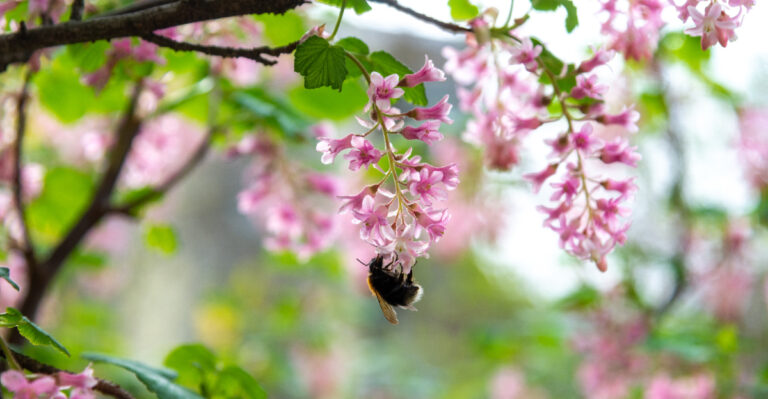 bee in flower bud