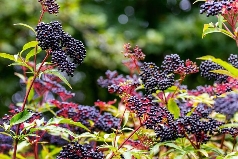Elderberry With Its Juicy Berries