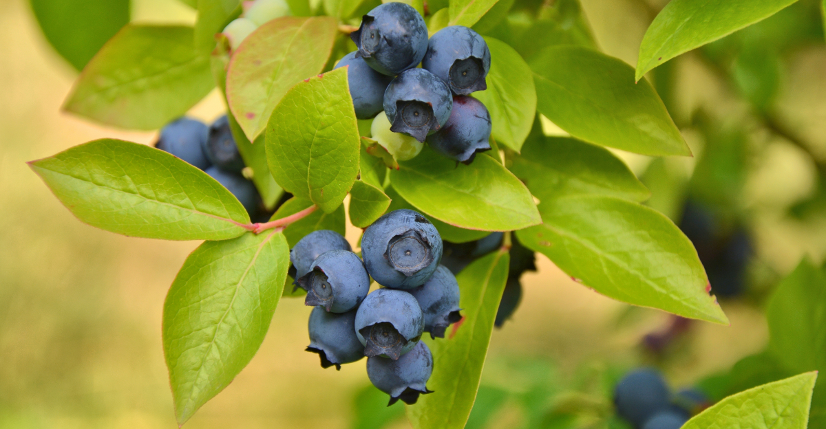 Native Pennsylvania Shrubs With Berries For Backyard Birds