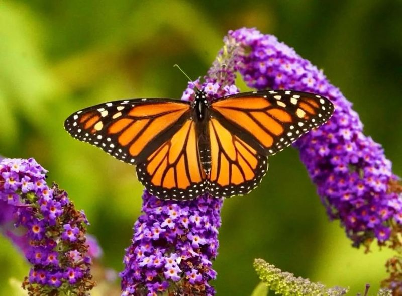 Late-Season Flowers Help With Migration
