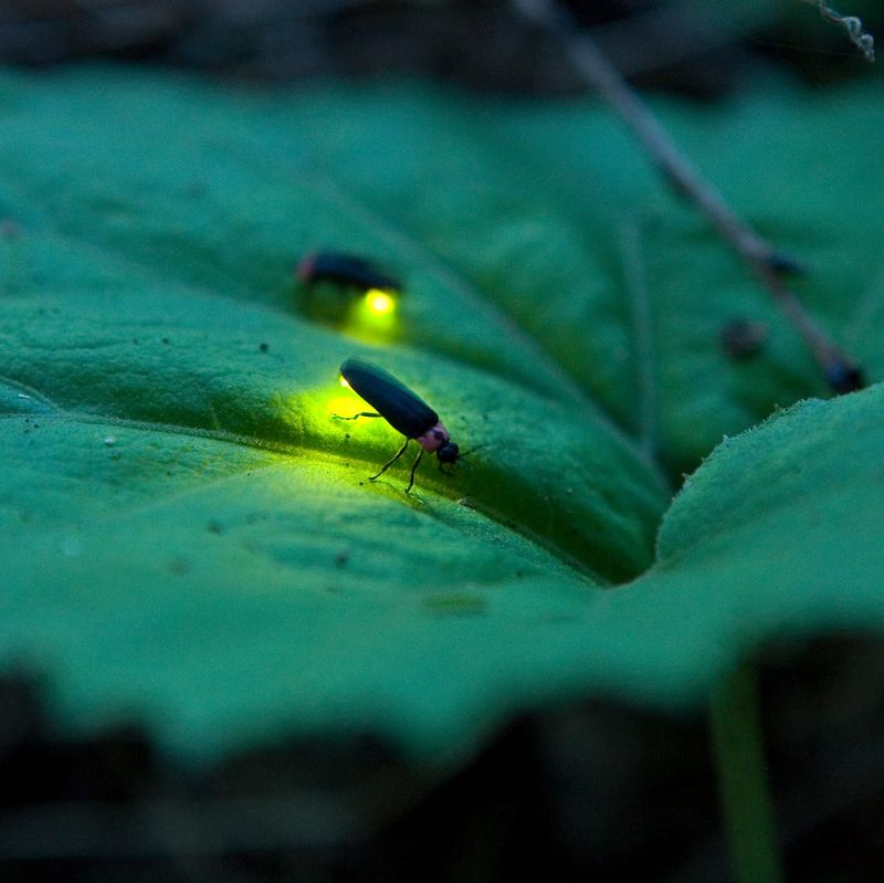 Moist Garden Areas Help Fireflies Thrive Longer