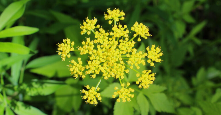 Native Plants That Handle Temperature Swings In Central Pennsylvania