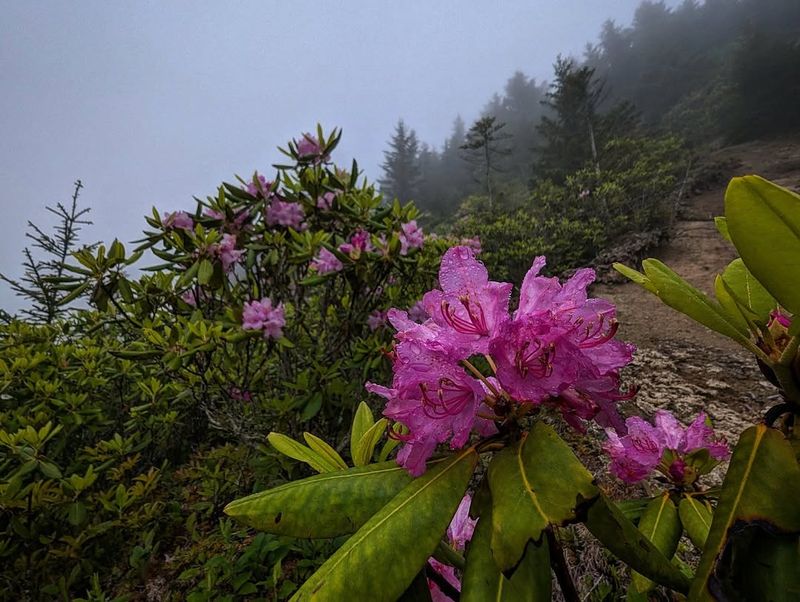 Rhododendron Catawbiense