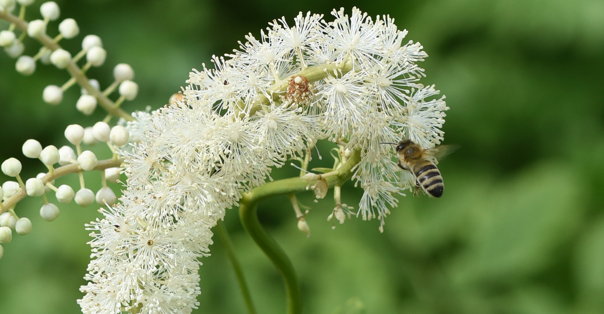 bee in white flower