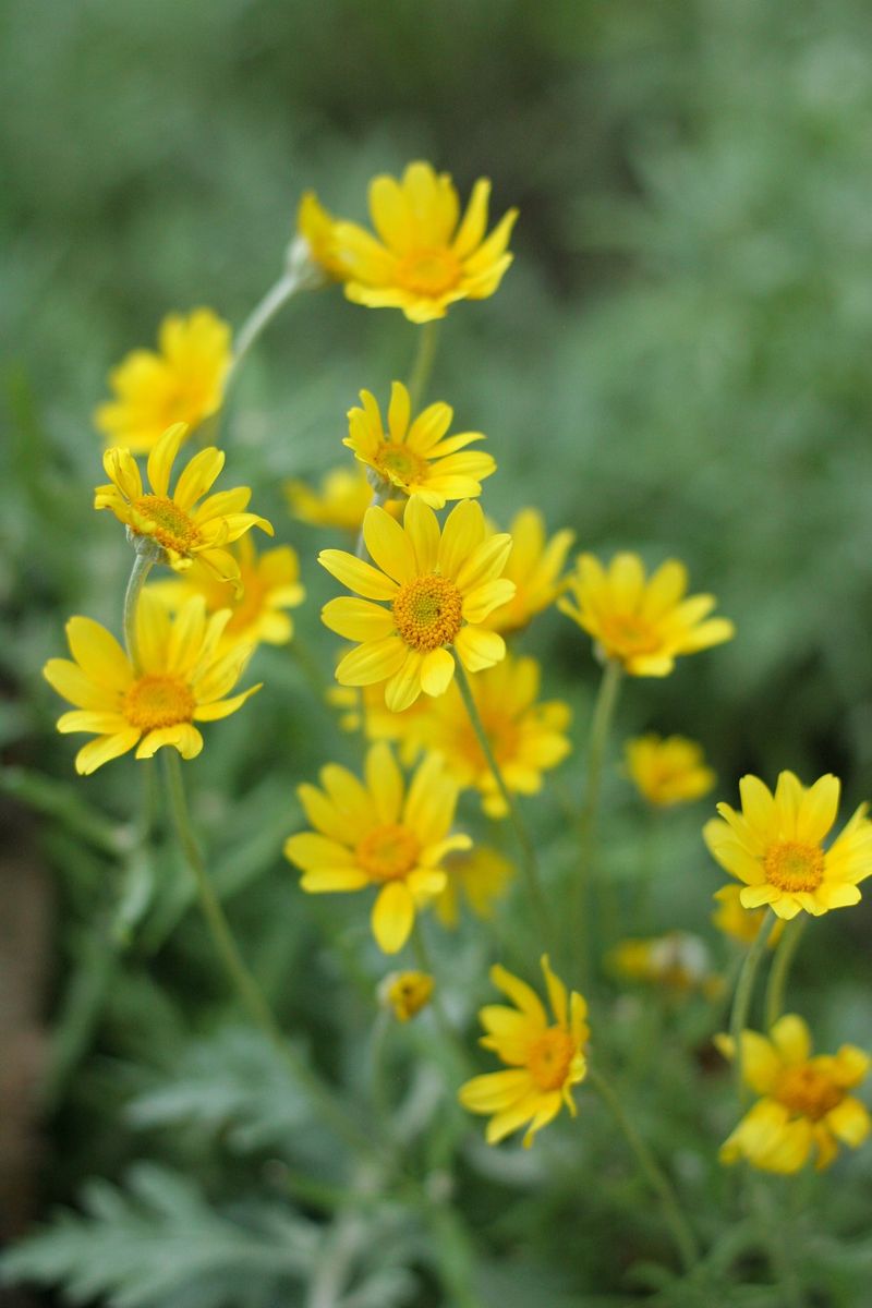This Plant Handles Oregon's Summer Drought With Ease