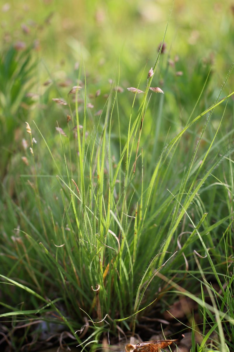 Buffalo Grass (Bouteloua Dactyloides)