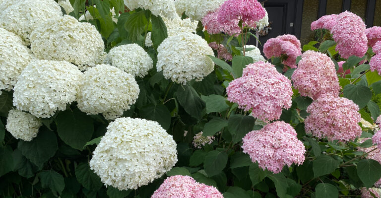hydrangea shrubs