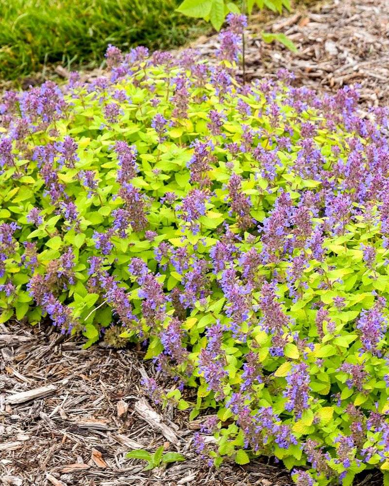 Cold-Tolerant Perennials