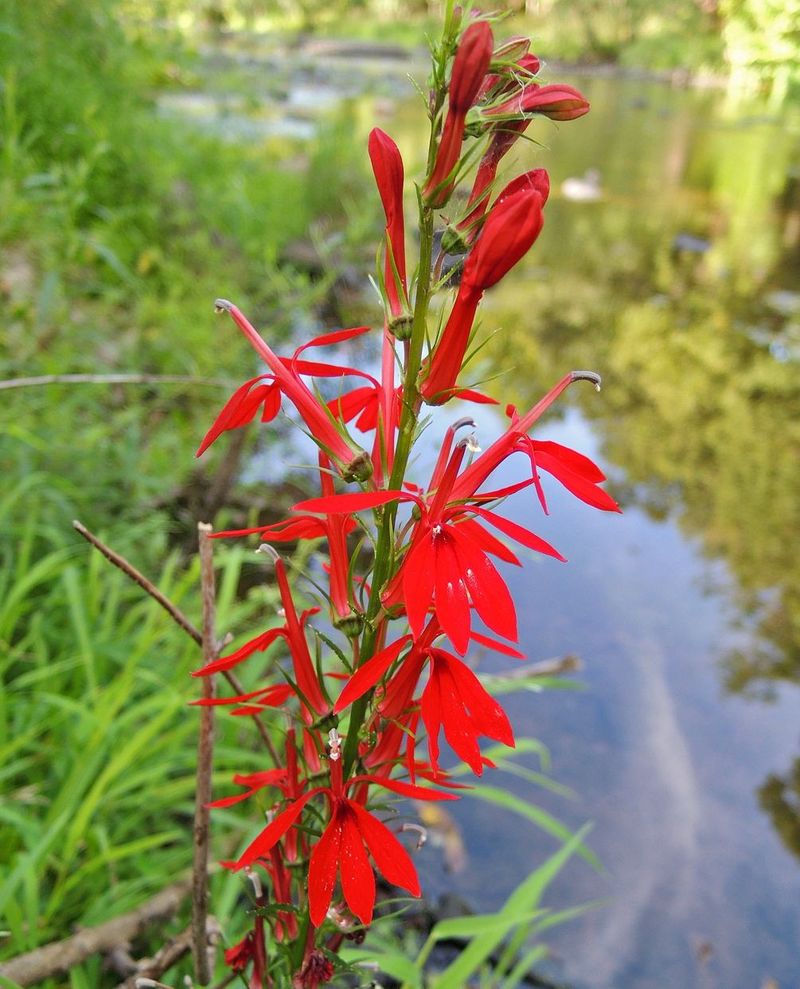 Consistent Moisture Fuels Those Stunning Red Blooms