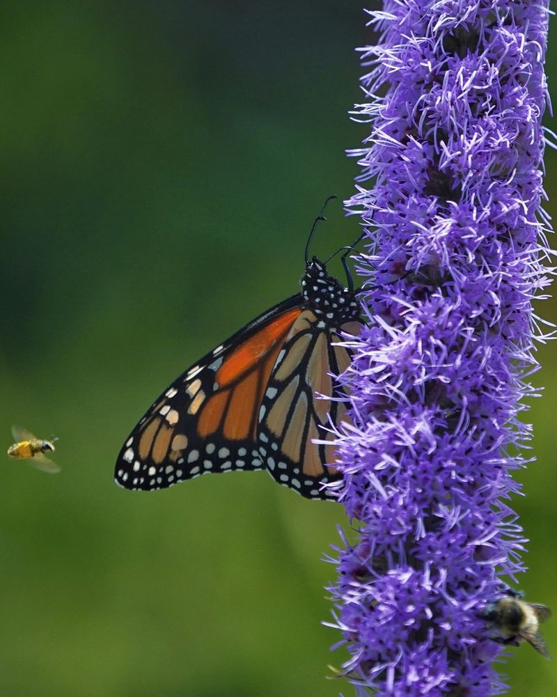 Butterfly Garden With Liatris That Flutters Everywhere