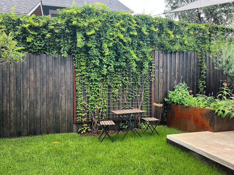 Evergreen Foliage Keeps Fences Looking Full Longer