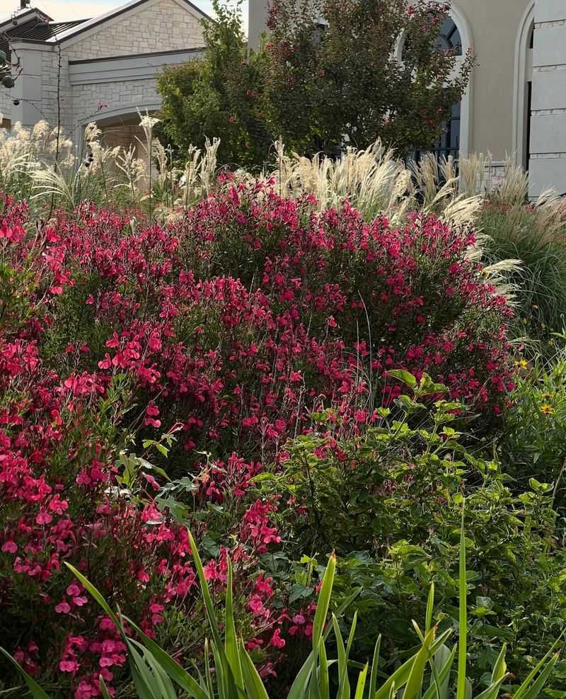 Drought-Tolerant Perennial Bed