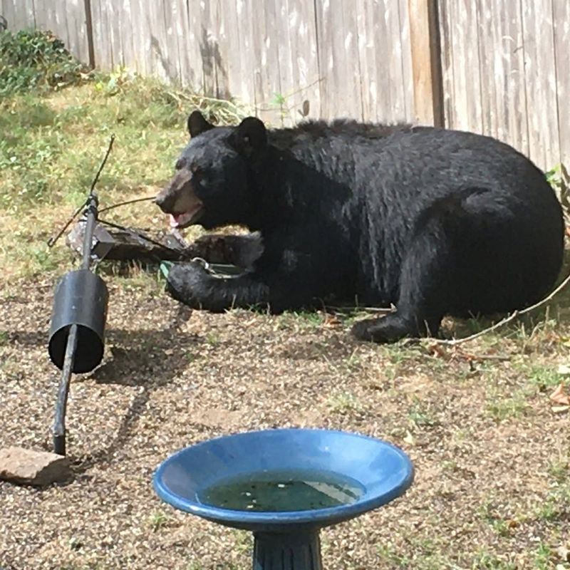 Pet Food Left Outside Draws Bears Right In