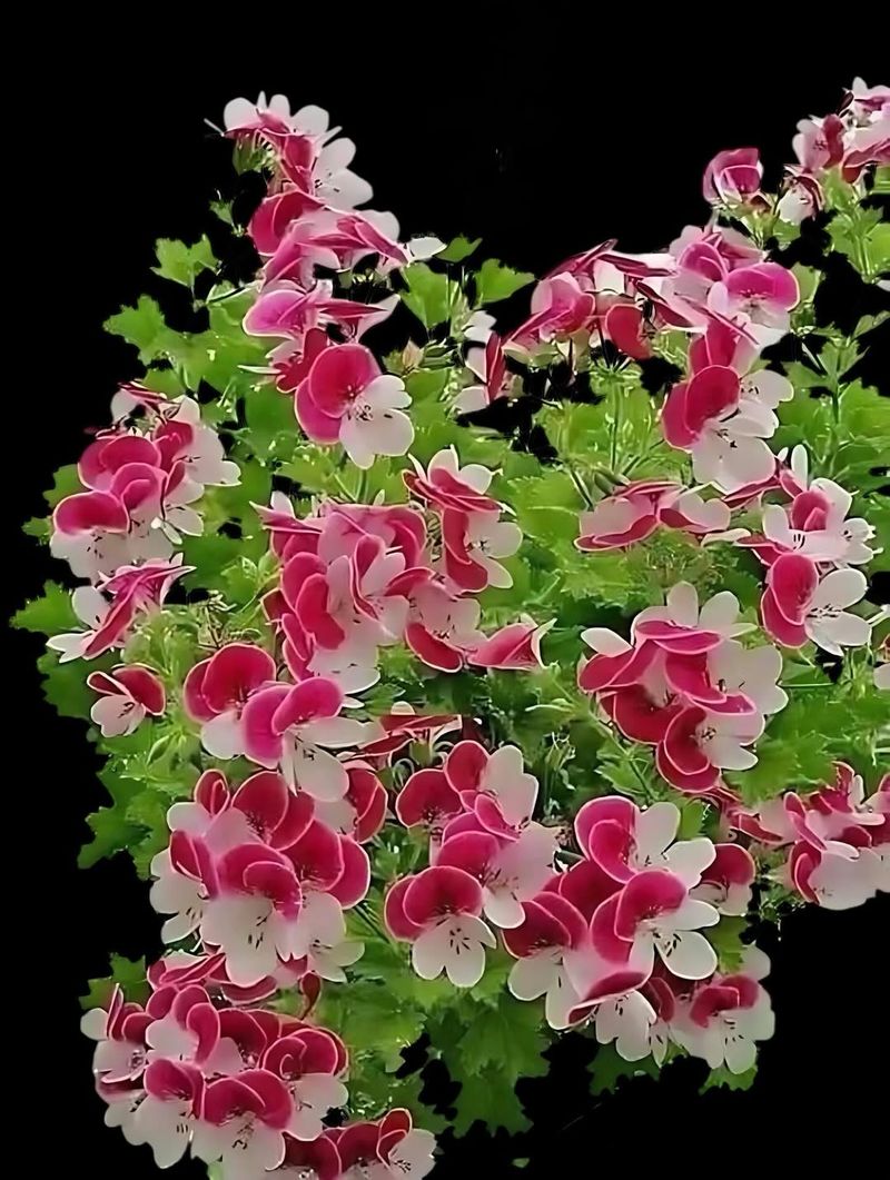 Perfect For Container Gardening