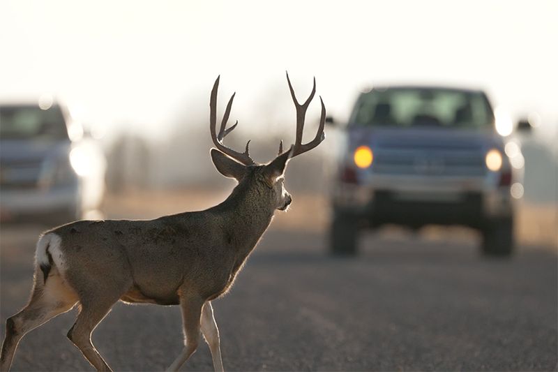 Deer-Vehicle Collisions Spike On Michigan Roads