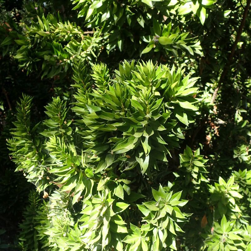 The Unique Shape Adds Character Even Without Flowers