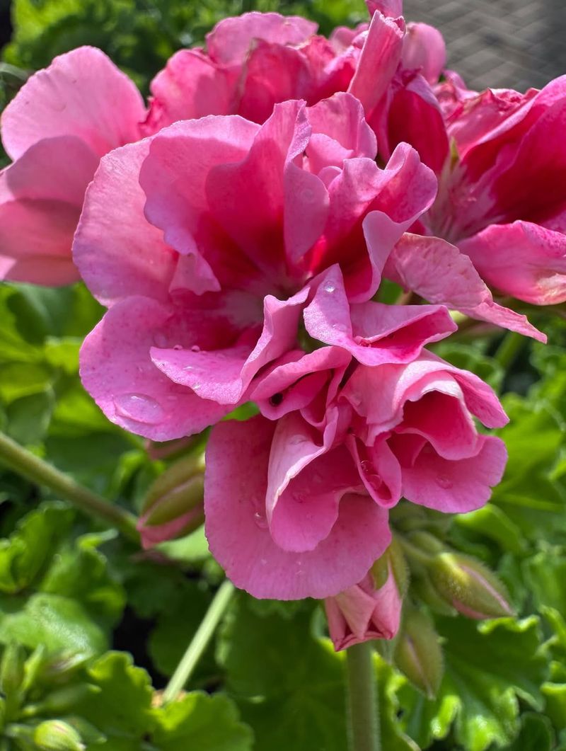 Aromatic Varieties For Cooking And Crafting