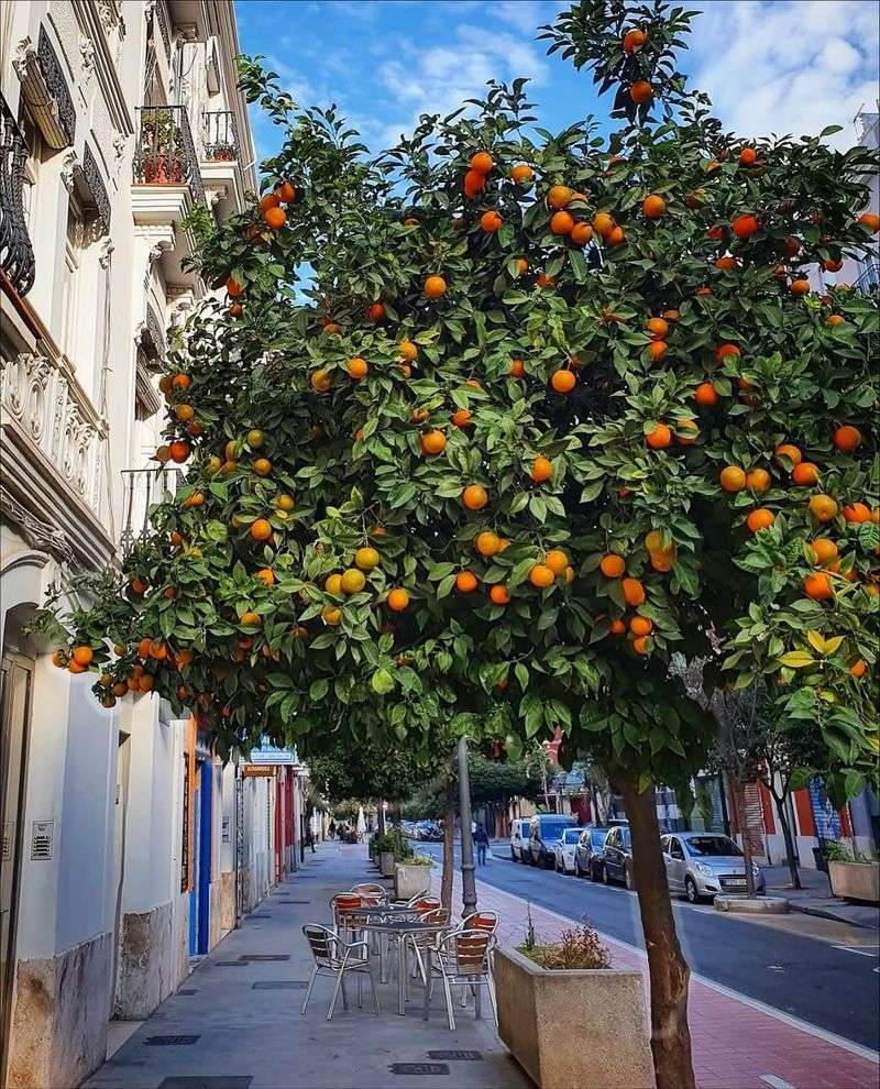 Valencia Orange Perfect For Juices