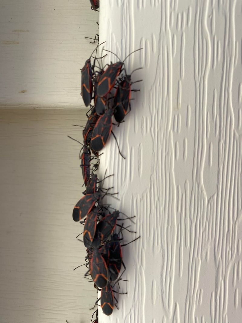 Sunny Walls Turn Into Spring Gathering Spots