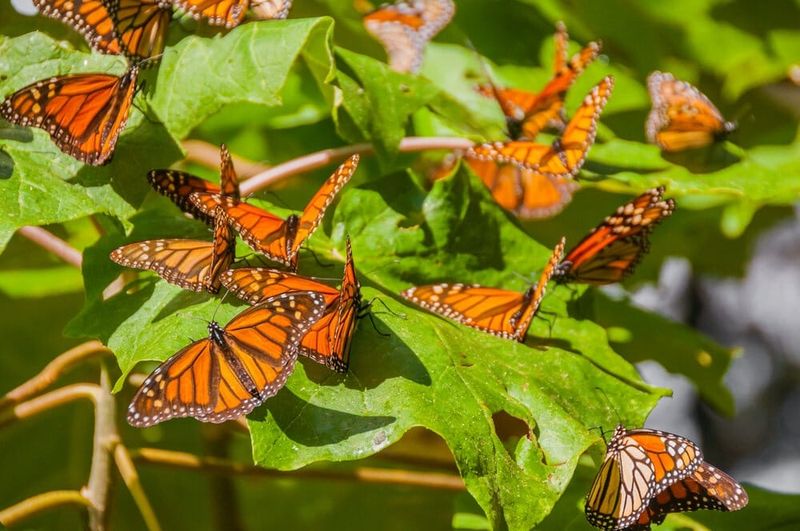 Open Sunny Gardens Are Ideal Habitat