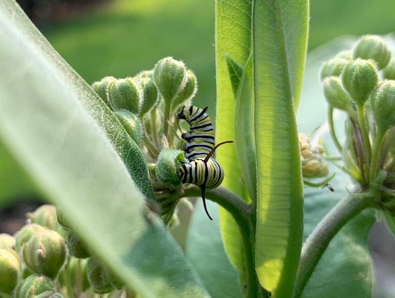 Timing For Egg Laying And Larvae Growth