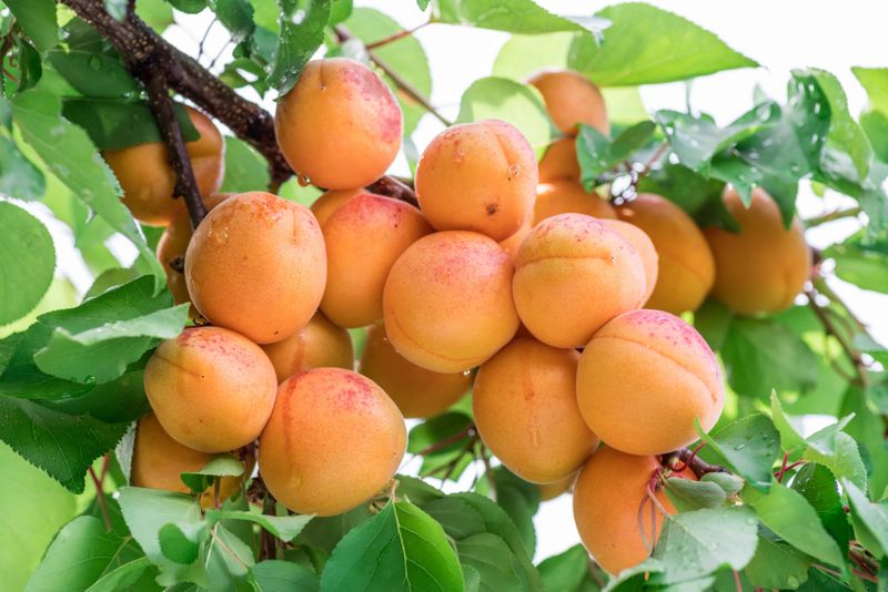Apricot That Has Long Thrived In California Gardens