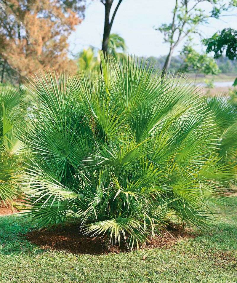 European Fan Palm Creates Thick Privacy With Strong Cold Tolerance