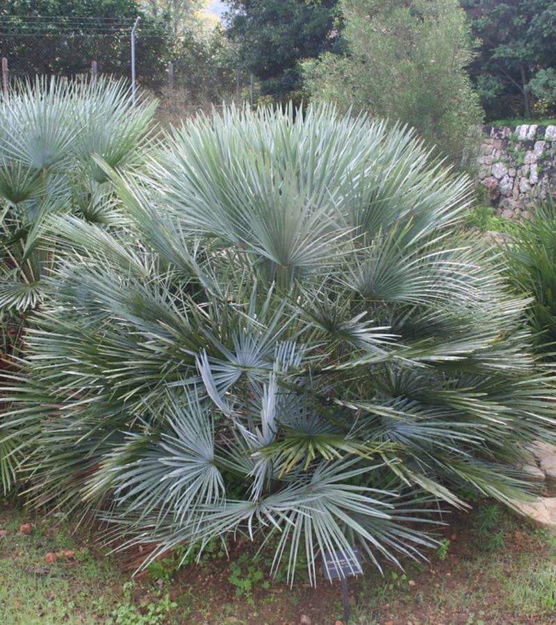 Mediterranean Dwarf Palm (Chamaerops Humilis Var. Cerifera)