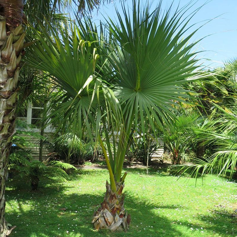 Dwarf Palmetto