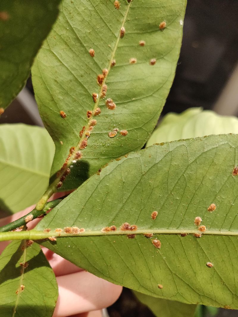 Overlooking Pests And Diseases Indoors And Outdoors