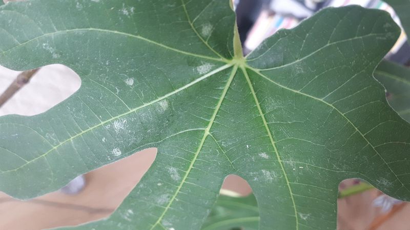 Ignoring Pests And Diseases