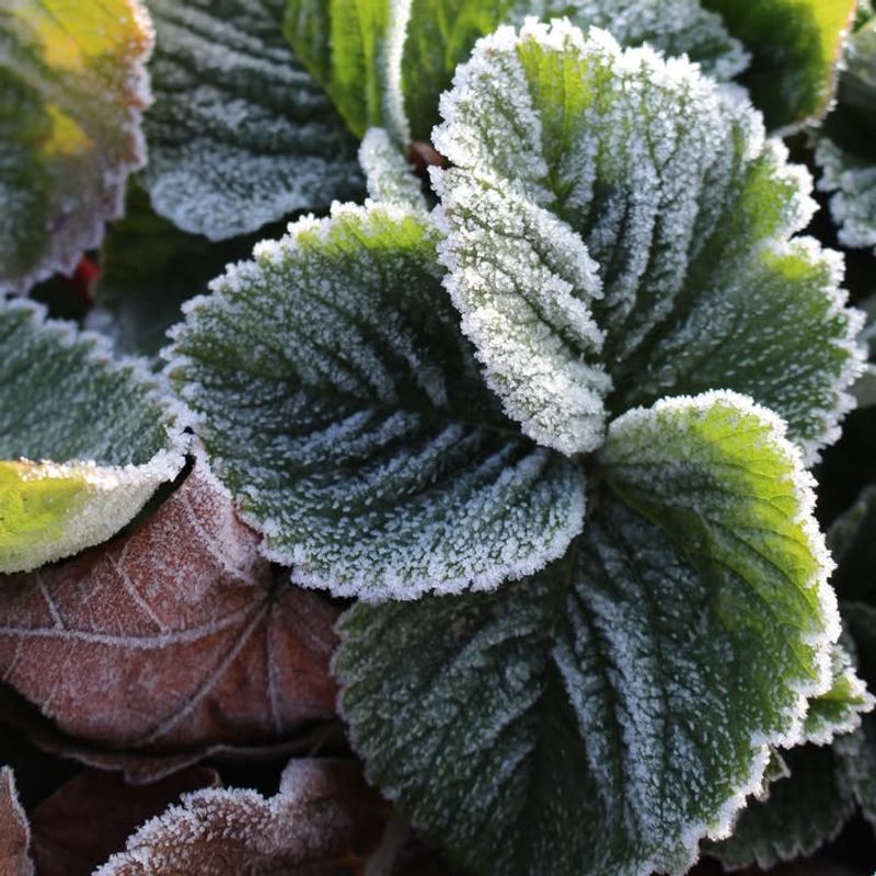 Ignoring Last Frost Dates