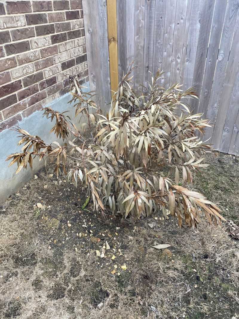 Not Protecting Oleander From Frost