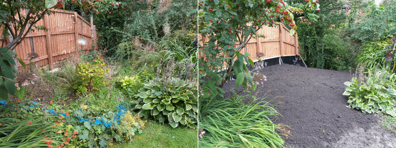 Costly Removal Once Bamboo Becomes Established